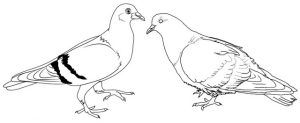 pigeon couple coloring page