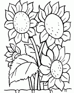 Picture of Sunflower Coloring Pages >> Disney Coloring Pages