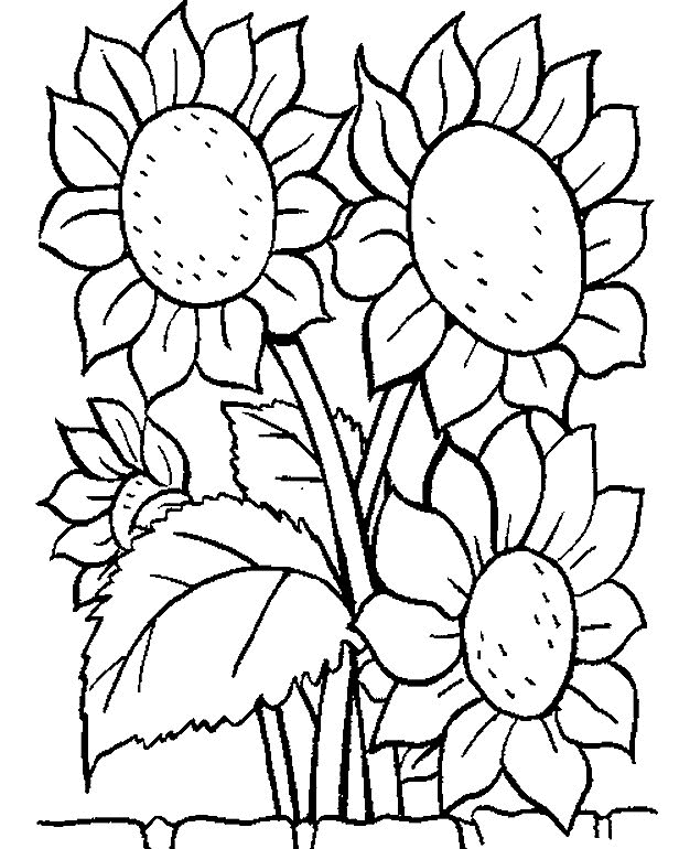 Sunflower Colouring Pages Free
