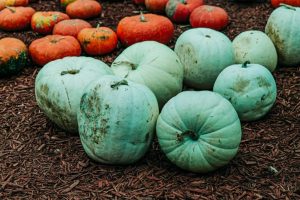 9 Pumpkin Colors and Their Meanings