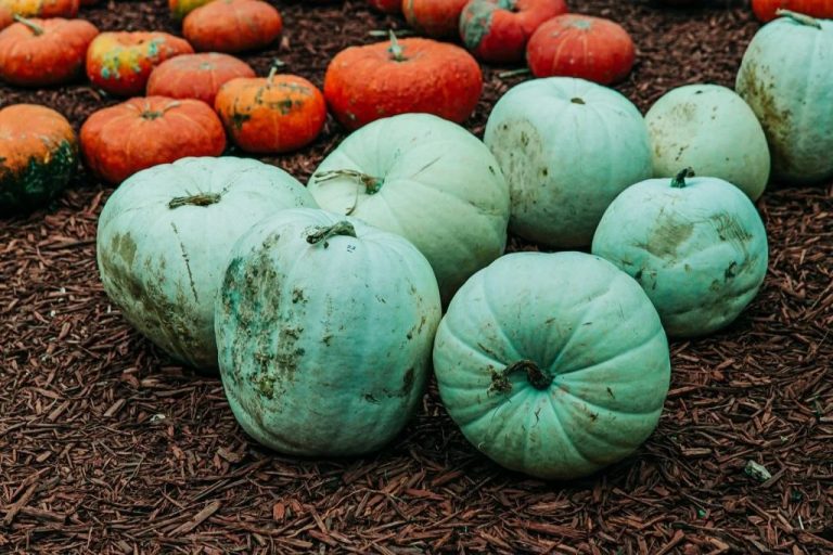 Pumpkin Color Meaning
