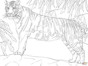 Tiger Tank Drawing at Free for personal use Tiger
