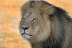 8 Major Wins For Animals Since Cecil The Lion Was Killed One Year Ago