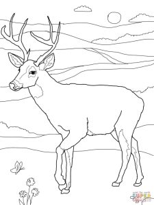 White Tailed Deer coloring page Free Printable Coloring Pages