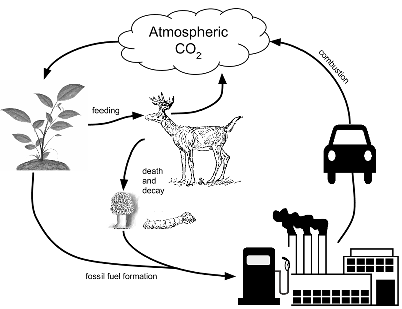 Carbon Cycle Worksheet Answers Pdf