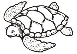 Sea turtle coloring pages to download and print for free
