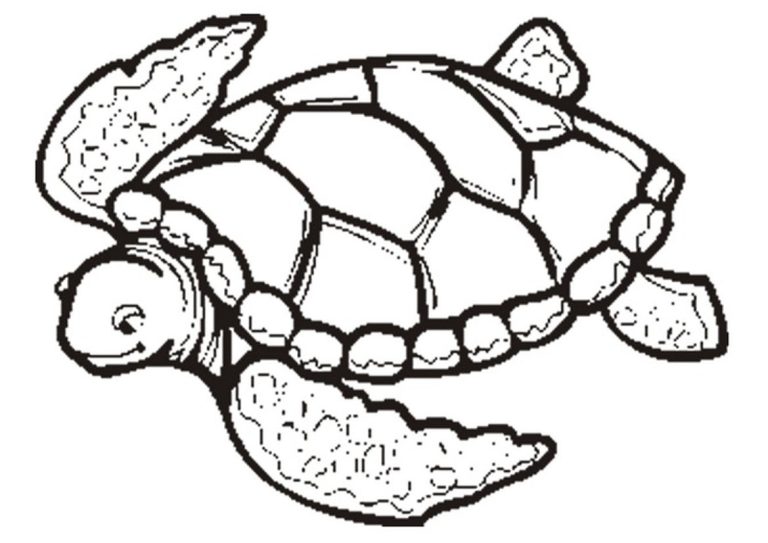 Sea Turtle Coloring Pages To Print