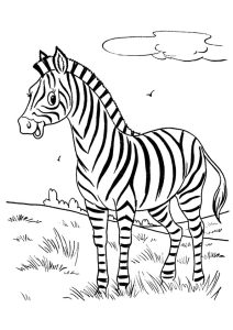 Cute Baby Zebra Coloring Page Free Printable Coloring Pages for Kids