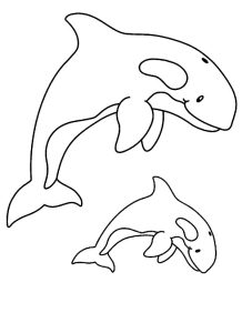 Killer whale coloring pages to download and print for free
