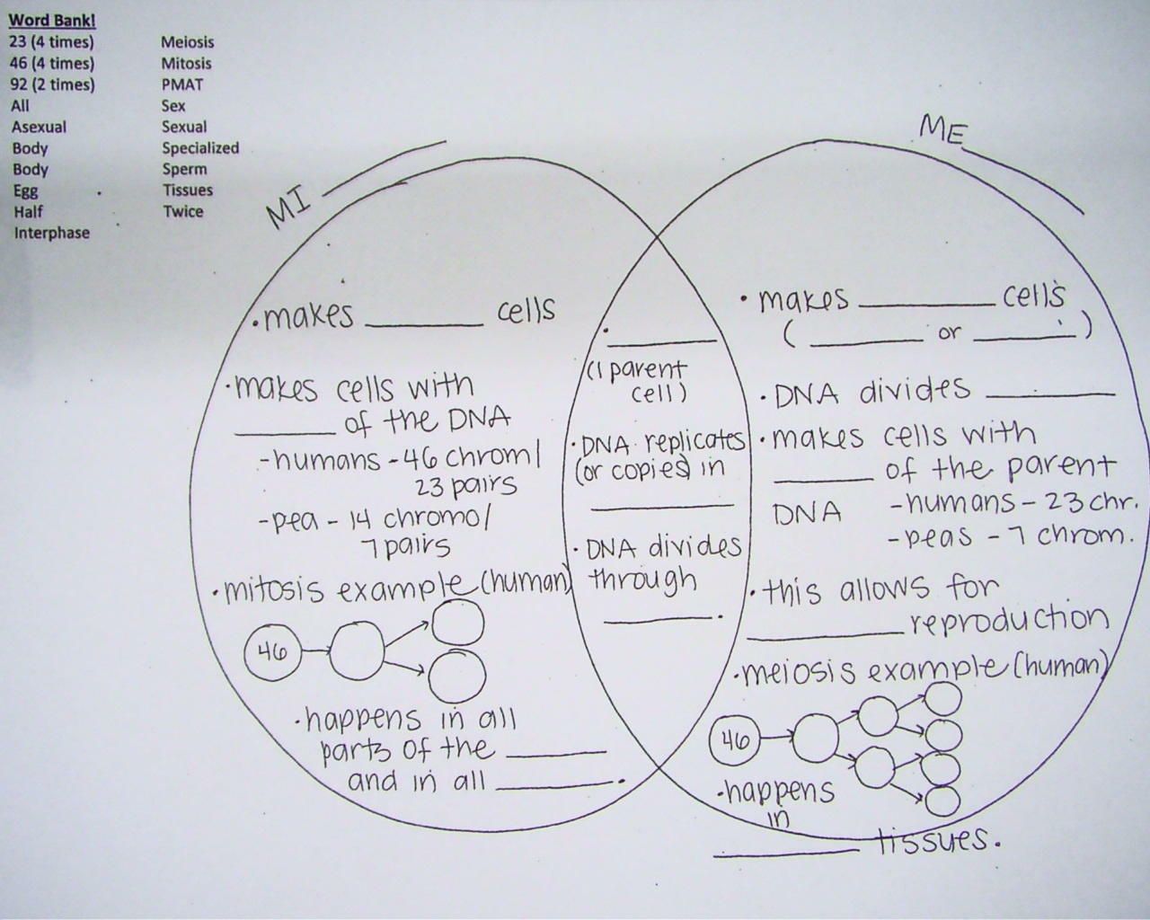 Mitosis And Meiosis Drawing Worksheet Answers