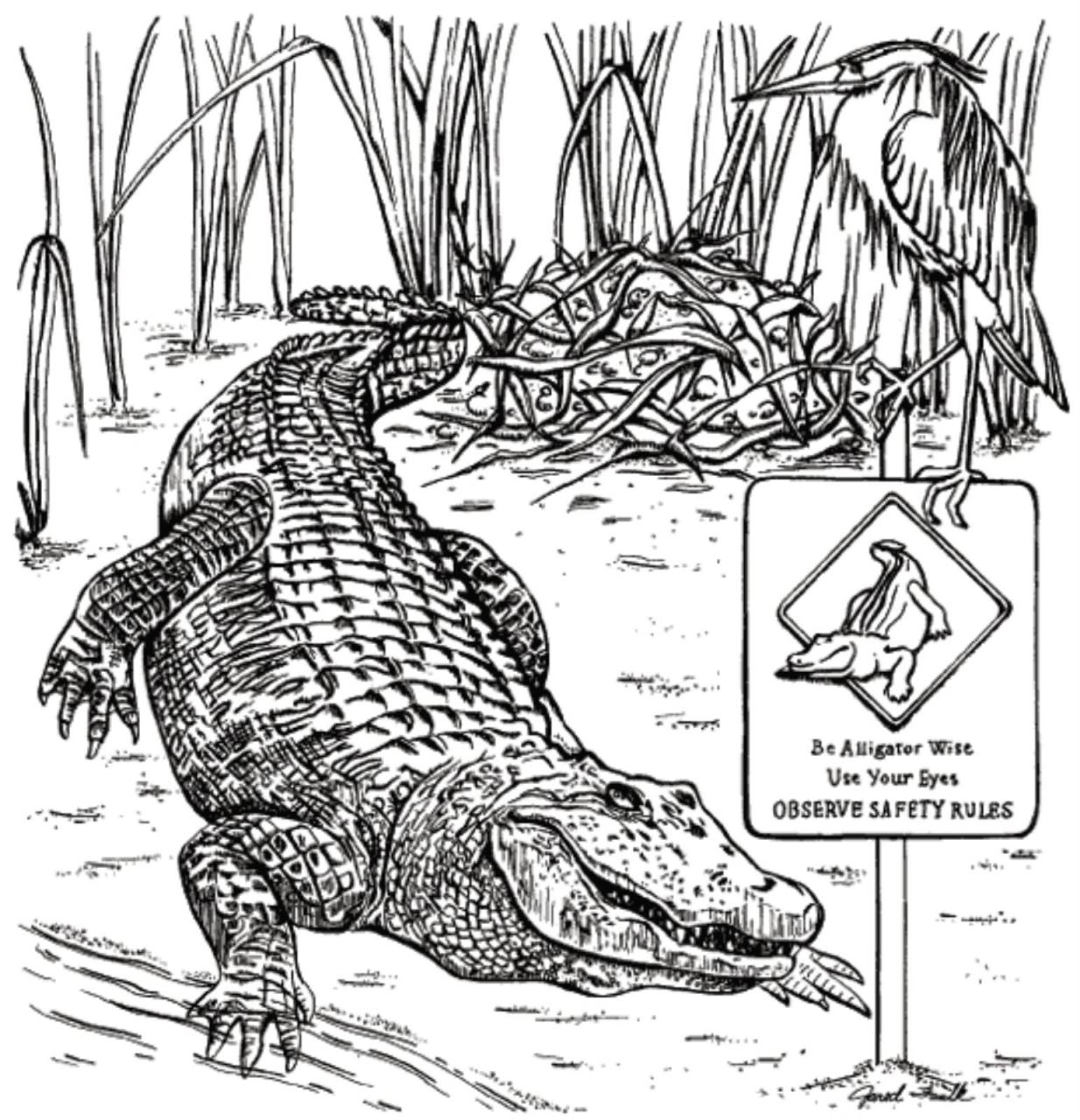 Realistic Alligator Coloring Pages