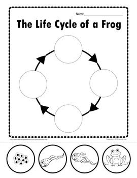 Life Cycle Of A Frog Worksheet Free Printable
