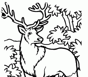 Realistic Hunting Coloring Pages Coloring Our World