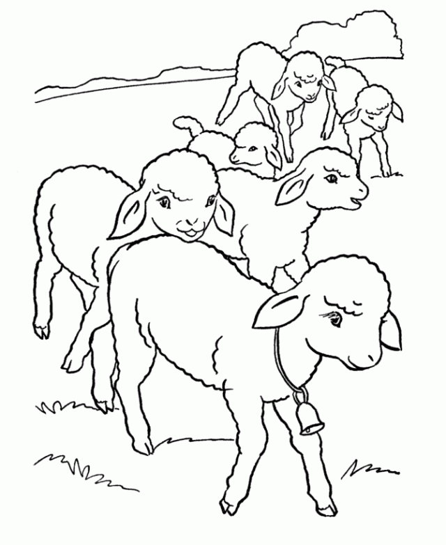 Coloring Page Of A Sheep