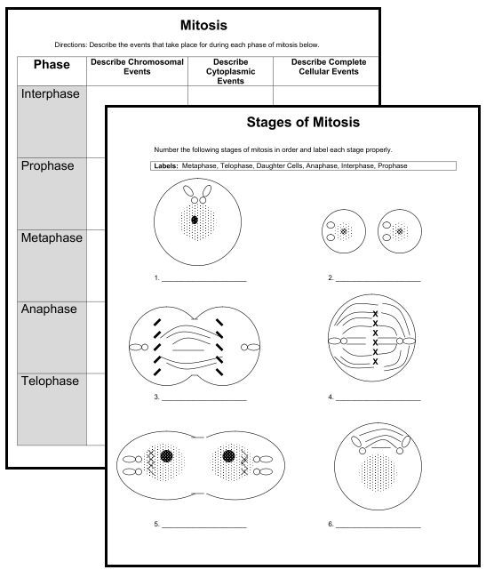 Comparing And Contrasting Mitosis And Meiosis Worksheet
