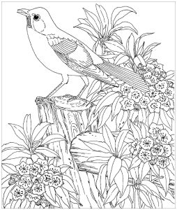 Birds for children Birds Kids Coloring Pages