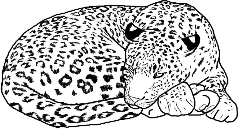 Cheetah Coloring Pages Free Printables