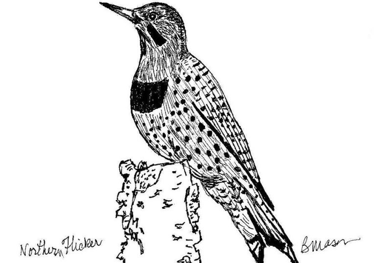 Bird Coloring Pages Pdf