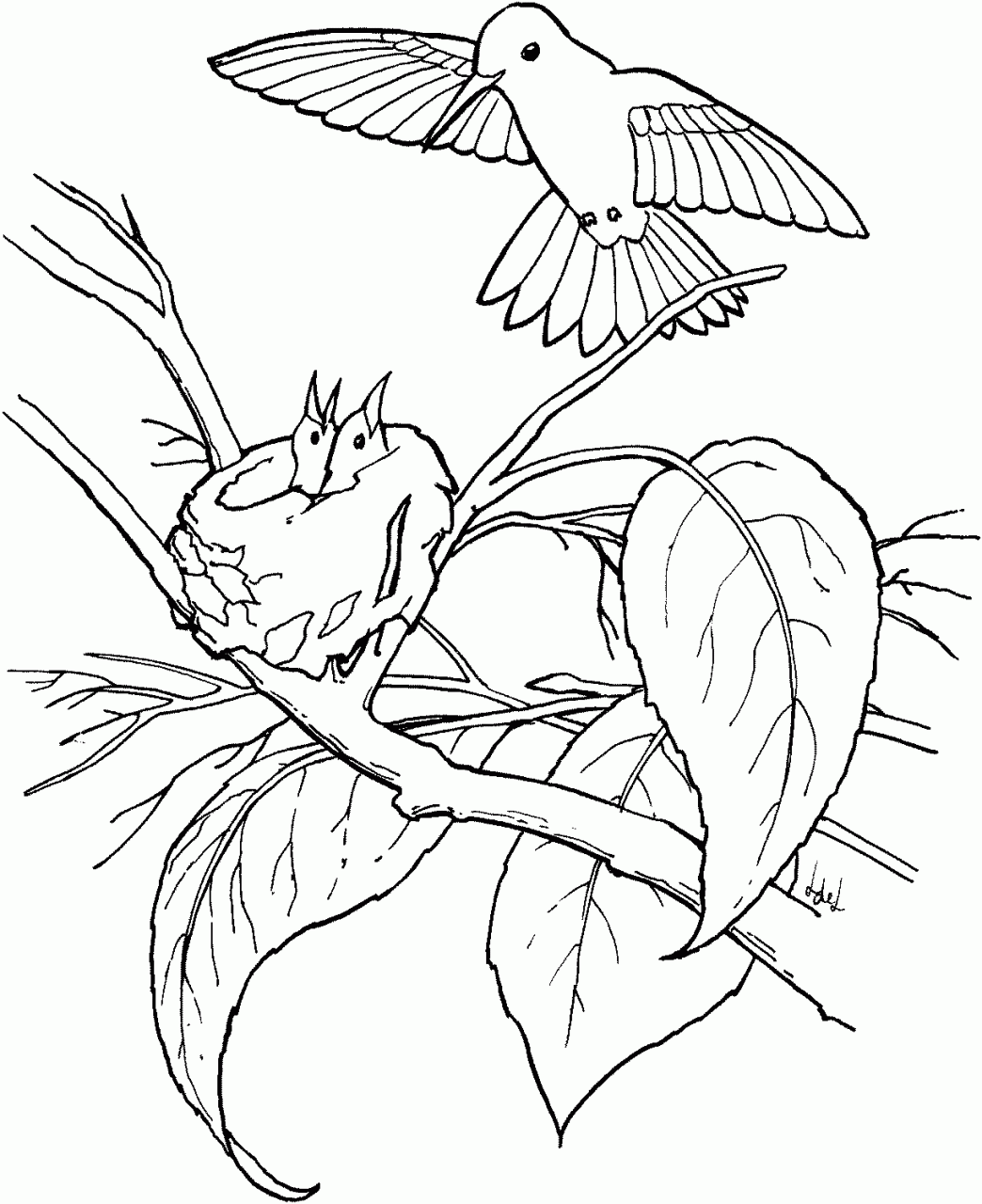 Coloring Pages Of Birds Free