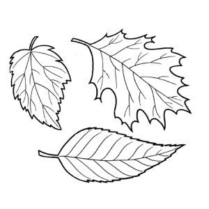 Leaf Coloring Printables 101 Activity