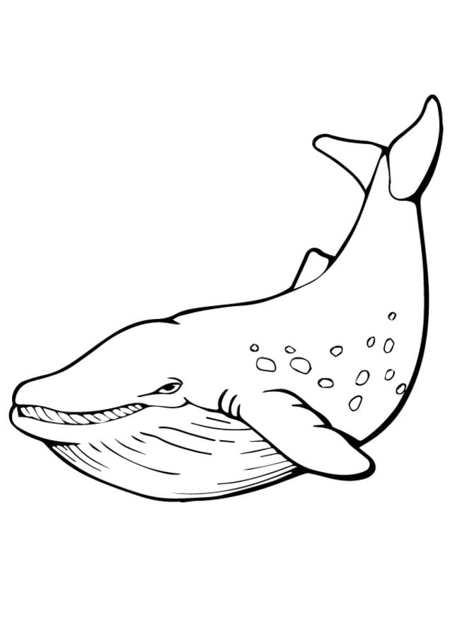 Whale Coloring Pages Pdf
