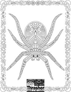Spider Coloring Page Thrasher Termite & Pest Control