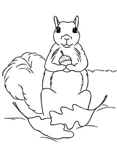 Free Printable Squirrel Coloring Pages For Kids Animal Place