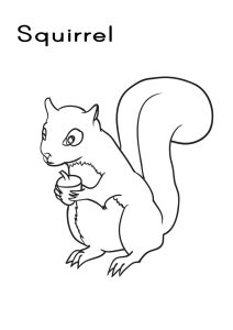 Squirrel Coloring Pages for Kids Pictures Animal Place