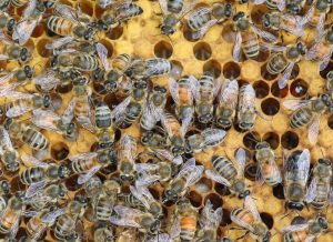 Why are my honey bees different colors? Honey Bee Suite