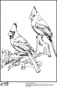 American Cardinal Coloring Pages Team colors