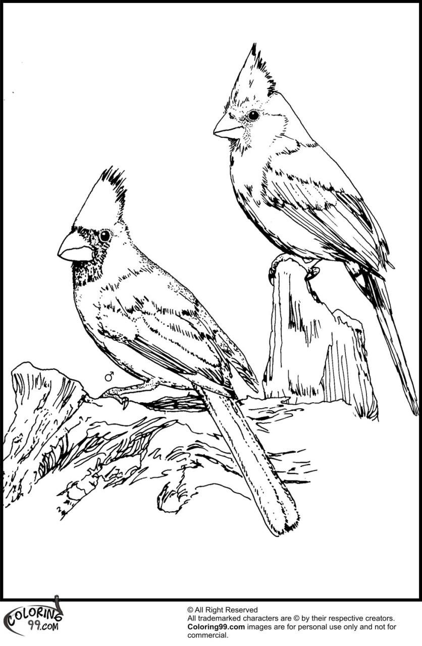 American Cardinal Coloring Pages Team colors