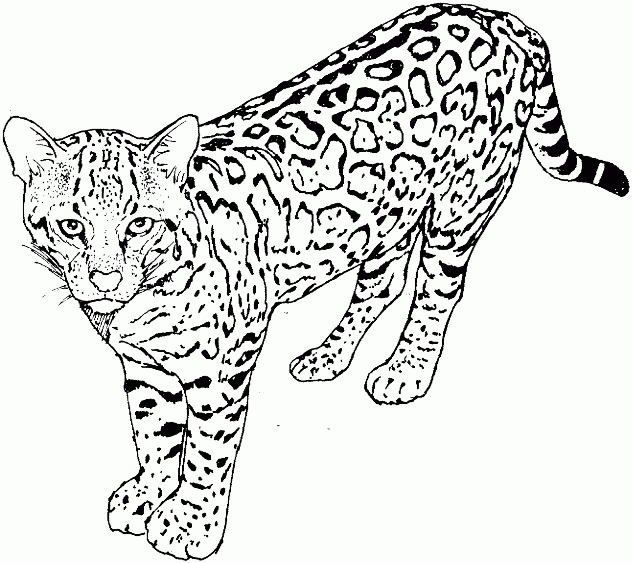 Printable Cat Colouring Pages