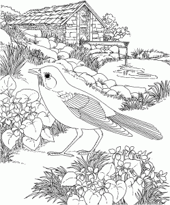 Free Printable Coloring Page...Wisconsin State Bird and Flower, Robin