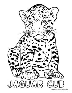 Cheetah Cub Coloring Pages at Free printable