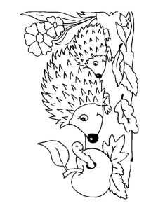 Hedgehog coloring pages. Download and print hedgehog coloring pages