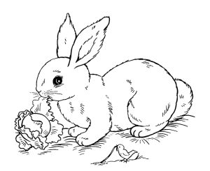 Rabbit for kids Rabbit Kids Coloring Pages
