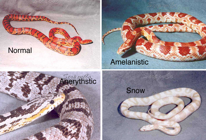 Snake Color Names