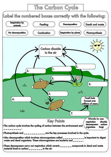 Carbon Cycle Diagram Worksheet Pdf