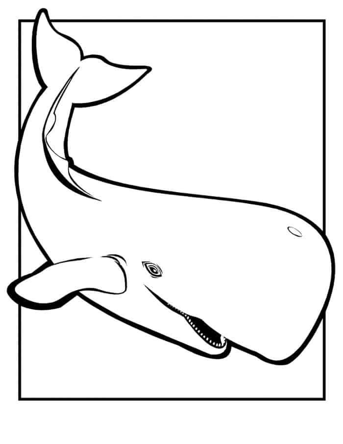 Whale Colouring Pages Pdf