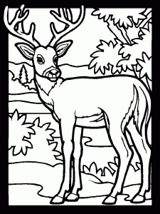 Deer Coloring Pages Coloring Pages To Print