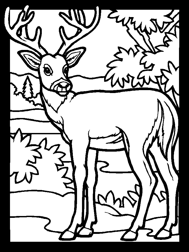 Coloring Page Of A Deer