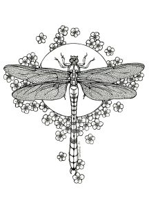 23 Best Dragonfly Coloring Pages for Adults Home, Family, Style and