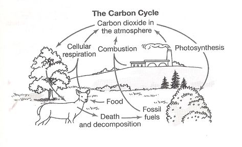 Cellular Carbon Cycle Worksheet Answers