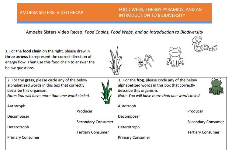 Amoeba Sisters Food Web Worksheet Answer Key
