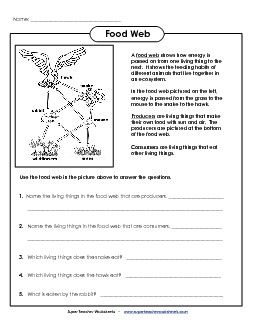 4th Grade Food Chain And Web Worksheet