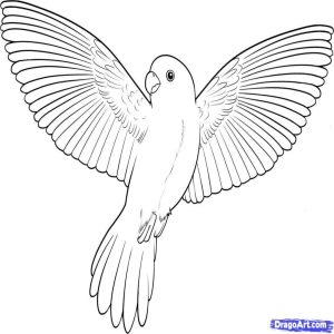 Flying Parrot Coloring Pages at Free printable