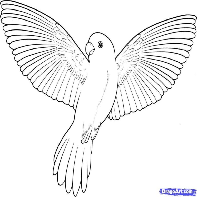 Coloring Pages Of Birds Flying