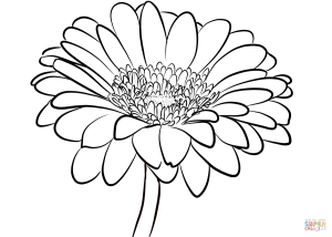 Gerbera Daisy coloring page Free Printable Coloring Pages
