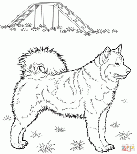 Husky coloring page Free Printable Coloring Pages