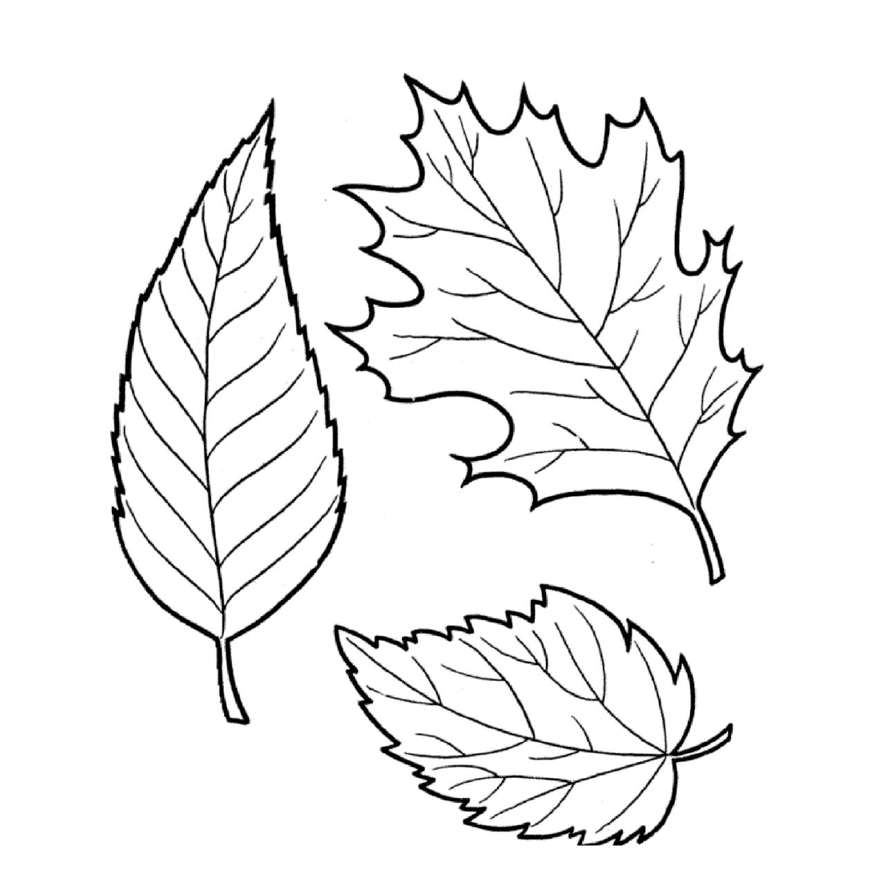 Tree leaves coloring pages for kids to print for free